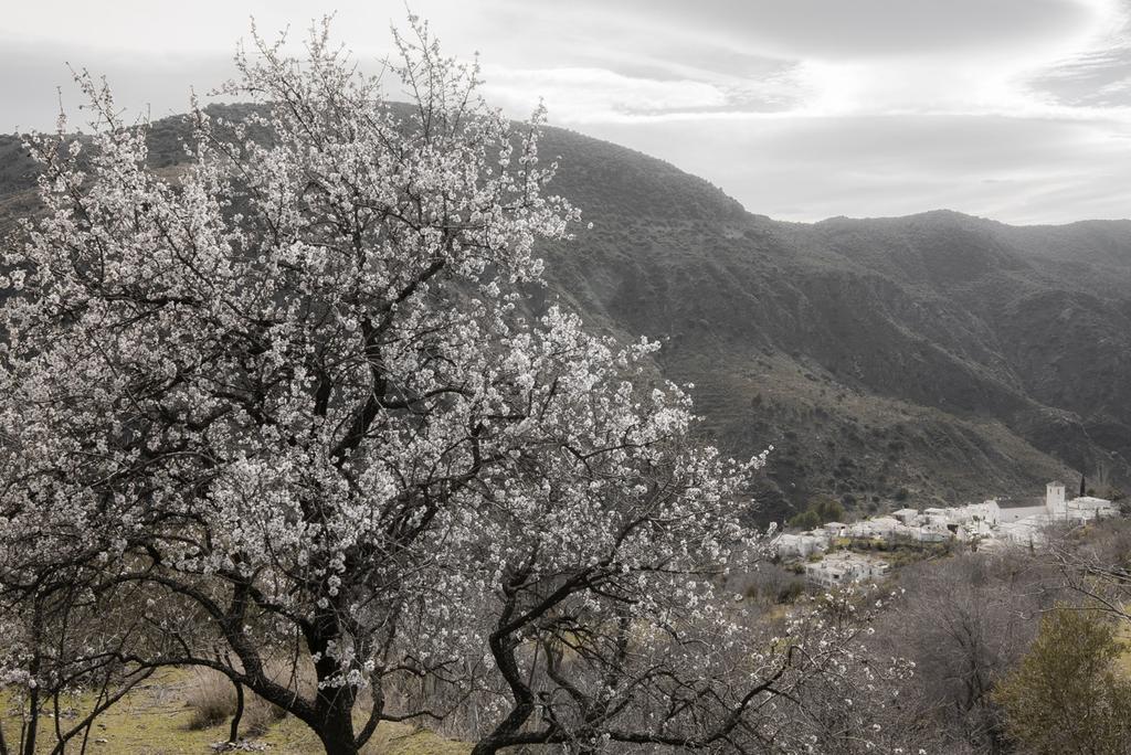 Cortijo La Vinuela Villa Atalbeitar Kültér fotó
